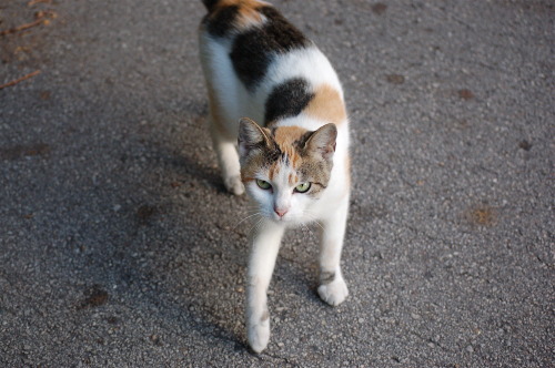 Such a sweet calico, she wouldn&rsquo;t hold still for two seconds! Weeden Street
