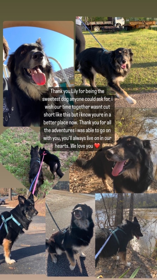 pugwitharug - a writer pug obsessed with space