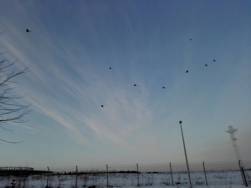 Group of Pica pica and beautiful sky