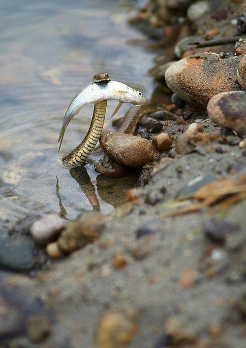 givemeinternet:  A brave snake saving a fish from drowning. 