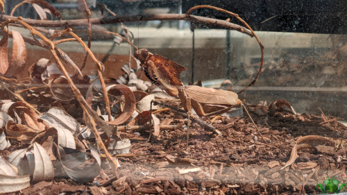 Giant Dead Leaf Mantis - Deroplatys desiccata The Ontario Science Centre showcase continues with a b