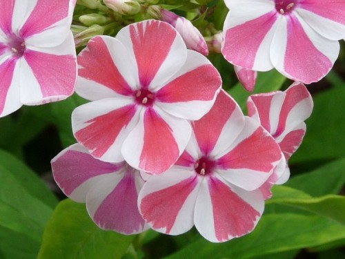 grassbaby:Phlox Paniculata “Peppermint Twist”