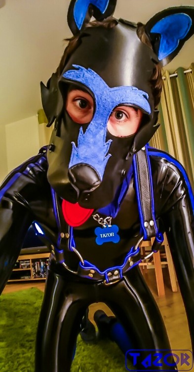 tazor13:  *nuzzles 🐾🐶🐾 #skintightrubber #rubberpup #humanpup #MrSLeather #gay #fetish #latex 