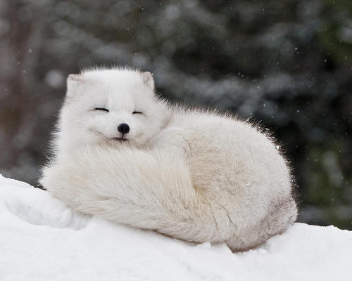 cuteness-daily:  Arctic Fox Appreciation Post!  look at this. this animal is almost universally accepted as what Weiss would be as a faunus. Im dieing omfg