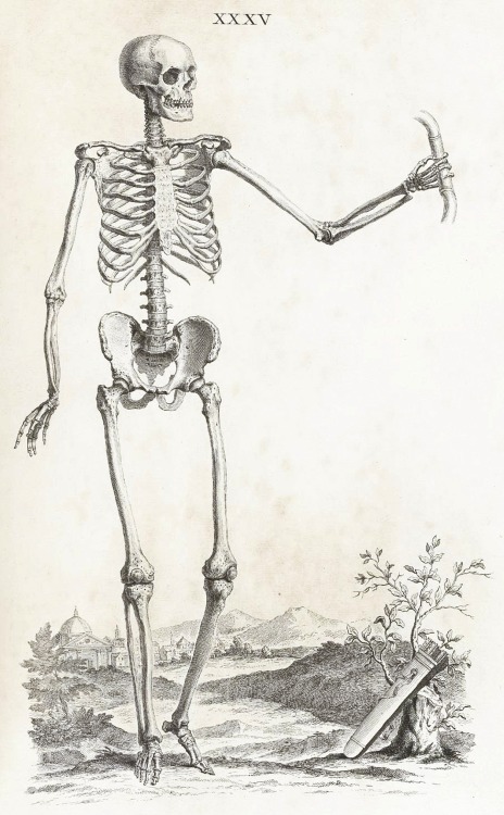 magictransistor:  William Cheselden, Osteographia (The Anatomy of Bones), London, 1733.