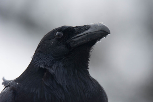 mickyswildlifeexploring:Portrait of a Raven