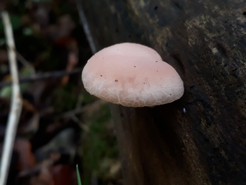 High Wycombe, UK, October 2018Wrinkled peach mushroom (Rhodotus palmatus)I had the most gorgeous day