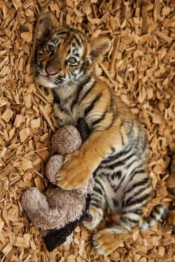 earthandanimals:   Tiger’s Playtime by Robert