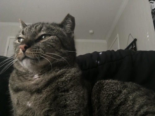 unflatteringcatselfies:this is loki. he’s not very photogenic.