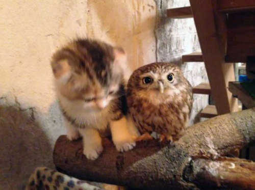 thisismycleverhandle:awesome-picz:Kitten And Owlet Become Best Friends And Nap BuddiesHair on fleek