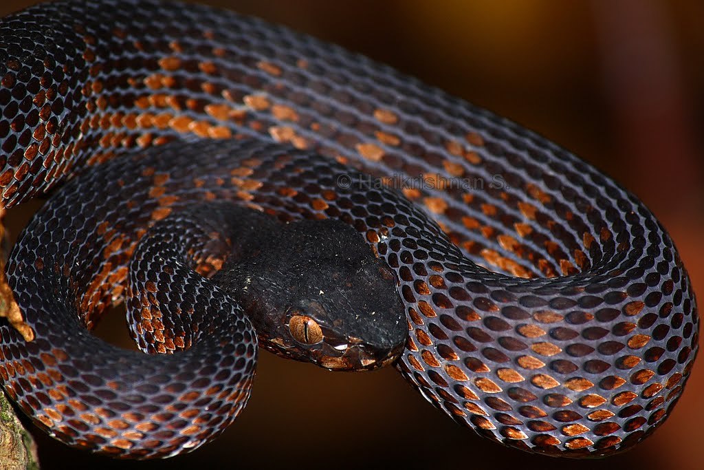 west african bush vipers atheris chlorechis are small to medium-sized  semi-arboreal vemomous reptiles