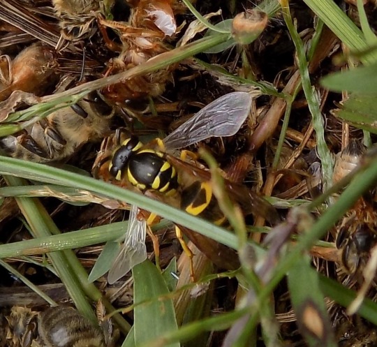 Yellowjackets: "What is the point?"