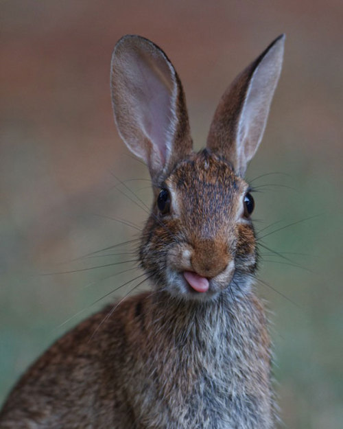 tastefullyoffensive:  Bunnies Sticking Their Tongues Out [boredpanda]Previously: Bears Doing Human Things 