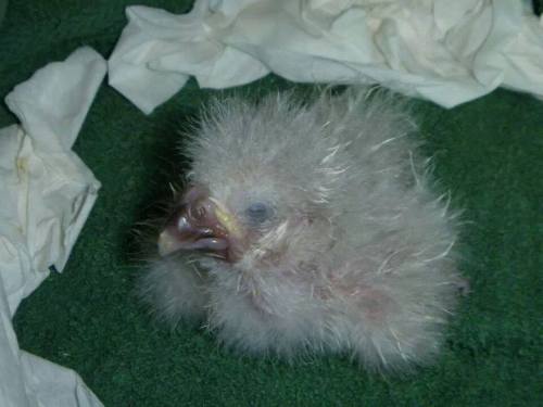 bruhdidas: avianawareness:First kakapo chick hatches since 2011Painstaking repairs to a crushed kaka