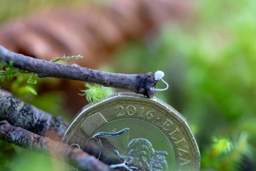 stephenearp:Micro fungi, with coin for scale. The large grubby sausage shaped pink object is my thum