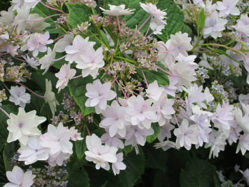 szelence: Hydrangeas in flower at Kamakura, Japan by Big Brisbane Boy on Flickr.