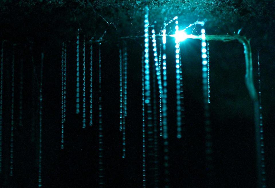 magicalnaturetour:  Waitomo Glowworm Caves are a famous tourist attraction because