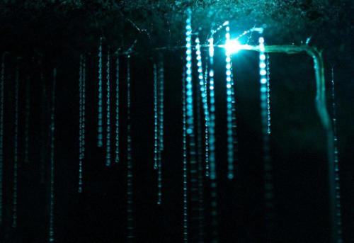 magicalnaturetour:  Waitomo Glowworm Caves are a famous tourist attraction because of the large population of fireflies that live in caves. Fireflies, or Arachnocampa luminosa - tiny bioluminescent creatures that produce blue and green light live exclusiv