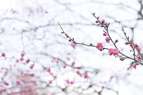 Ume blossom by yocca on Flickr.