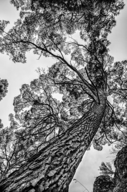 crescentmoon06666:  by Gianluca Gobbi on 500px