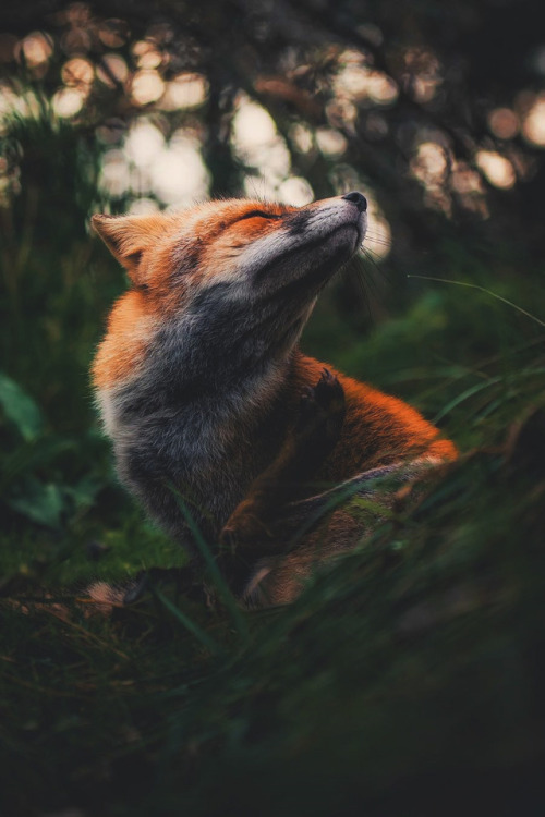 lsleofskye: Happy fox fella | kpunkka