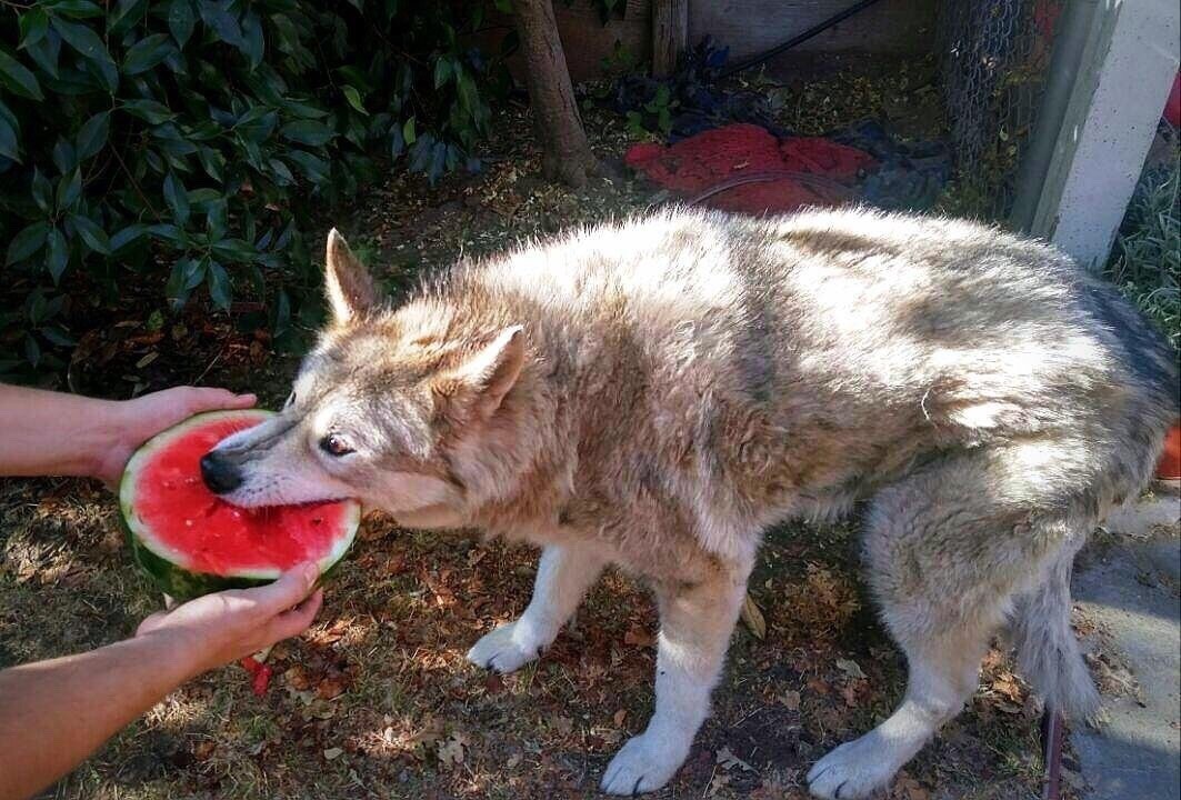 8bitmickey: Pictures of wolves eating watermelons has quickly become my new aesthetic.