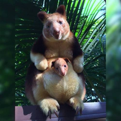awwww-cute:  Perth Zoo celebrated the birth of the first tree kangaroo born there in 36 years (Source: https://ift.tt/2LcMeFX)