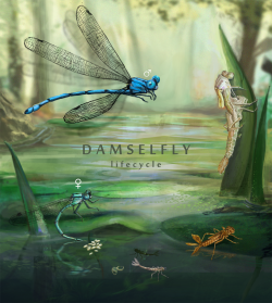 contentmagic:  Damselflies go through incomplete metamorphosis:  egg, nymph stages and adult stage. After mating, the female lays her  eggs in vegetation or directly in the water of ponds or rivers. Upon  hatching, the nymph goes through approximately