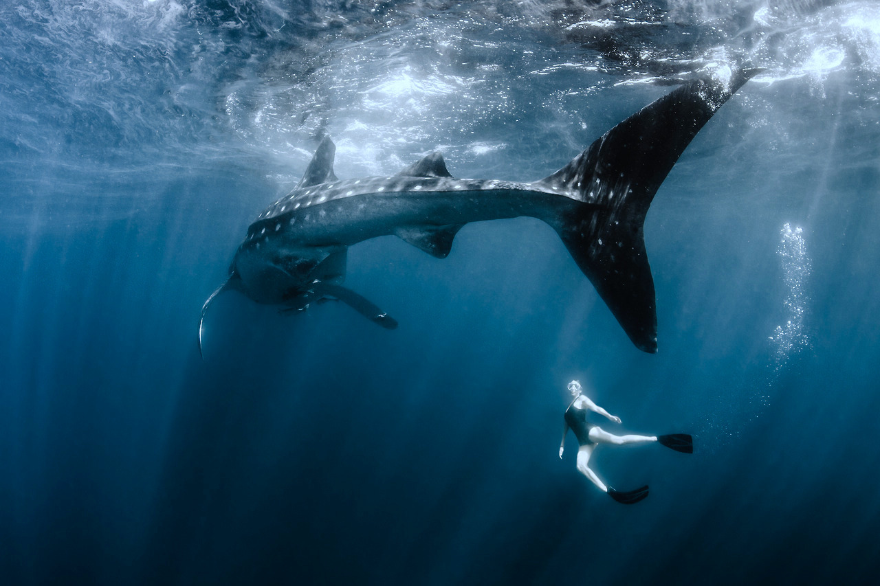 nubbsgalore:  photos by shawn heinrichs in oslob, philippines and isla mujeres,