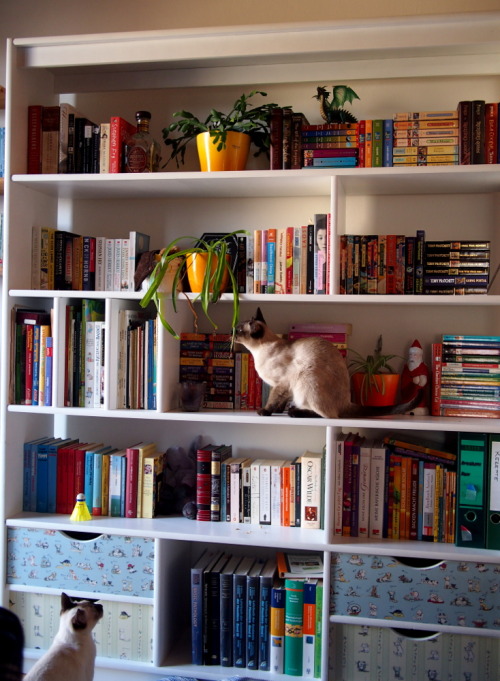 bibliophilecats: December 28th: My bookshelf Or, to be more precise, a selection of my bookshelves. 