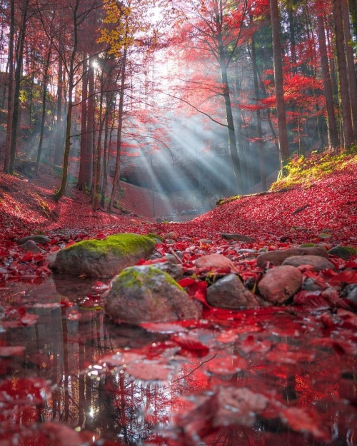 renamonkalou:Red forest | Sinhue Boksberger