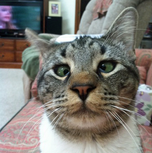 Cross-Eyed CatsPreviously: Derpy Cats, Derpy Dogs