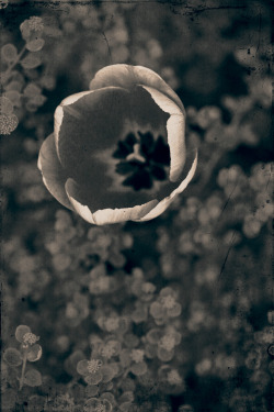 stanford-photography: Vintage Garden I