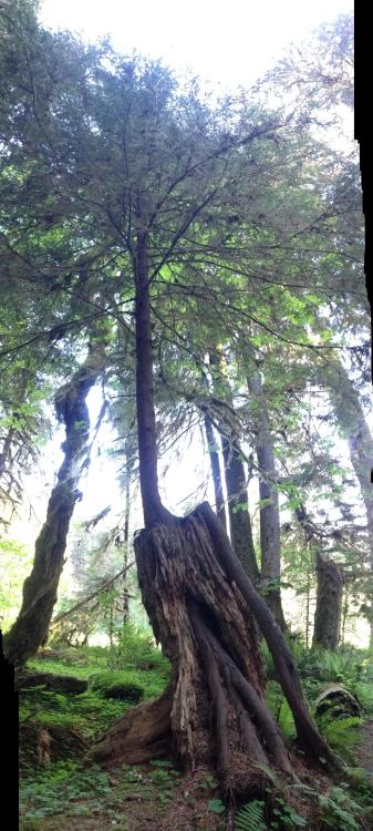 walledpaper:Tree in the Hoh Rainforest [OC] [640 x 1136]