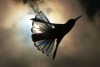 trulyvincent:Light diffracting through hummingbird wings