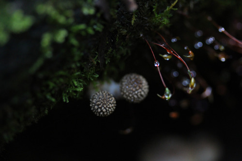 109pm: Baby Armillaria fumosa 1000 Steps Trail, Upper Ferntree Gully, VictoriaLate Autumn, May 2014T