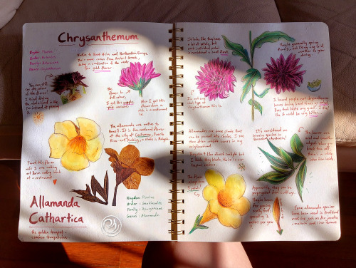 The 11th page of the naturalist journal is all about colourful flowers! Coincidentally, these two fl