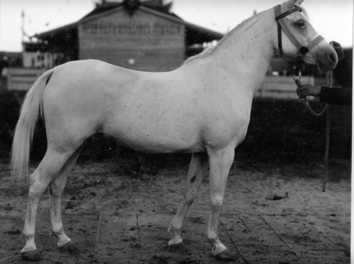 hippography:Конь Собха Дата съемки: 1900-е Source.PedigreeThis is Sobha, one of the original Blunt i