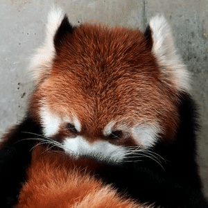 Red Panda Gif Explore Tumblr Posts And Blogs Tumgir