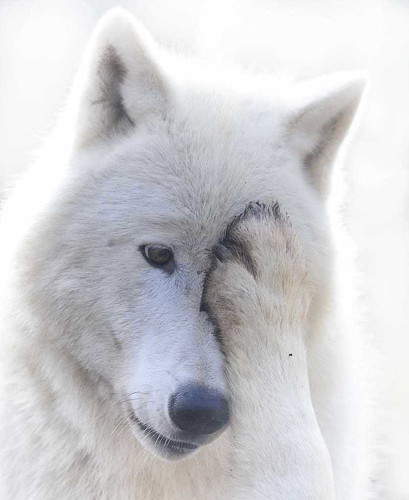 WOLVES — Tundra wolf (Canis lupus albus)...