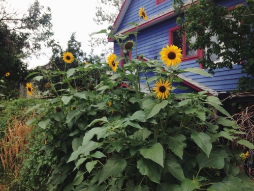sunfl0wer-spirit:It makes me happy to see sunflowers on the sidewalk here