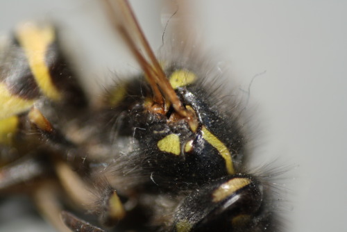 Sex wasp reverse macro pictures