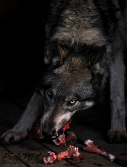 ivar-the-real-wolfdog:   Though dogs originated from wolves, it’s important to remember that through thousands of years of selective breeding, humans “created” dogs with purpose and intent, weeding out many of the unwanted wolflike behaviors, such