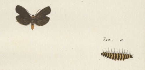 312: chenille de la jacobée.  Engramelle, Papillons d'Europe. 1779-1792.