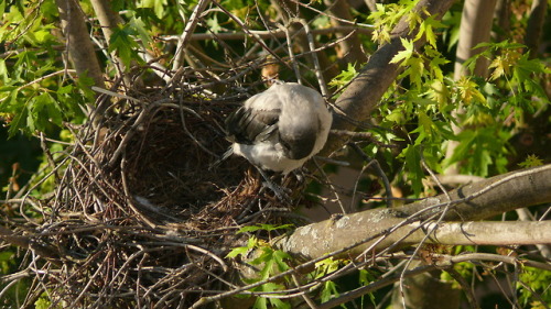 Серая ворона (Corvus cornix).часть 1