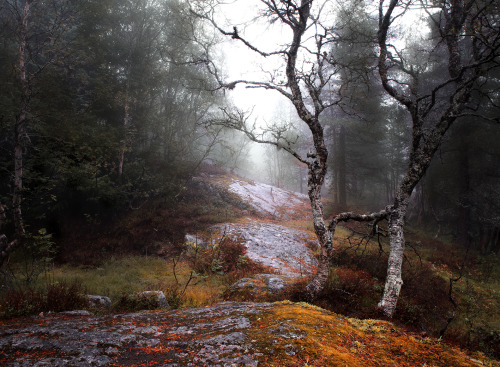 november-photos:Foggy autumn forest