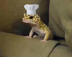 iguanamouth:  douxkitten:  he chef   yes