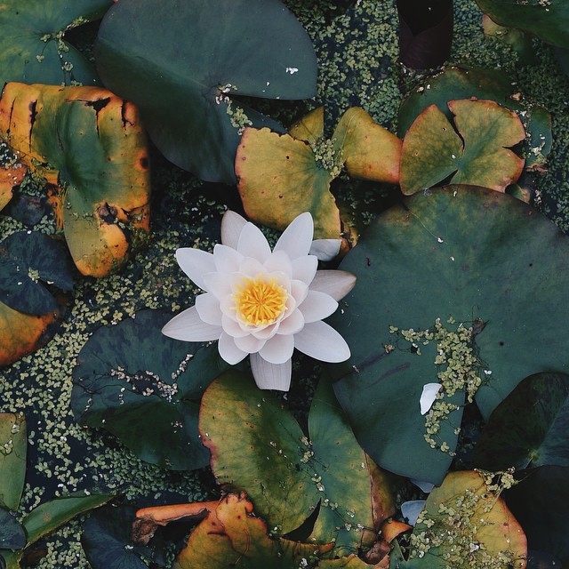 Lotus
