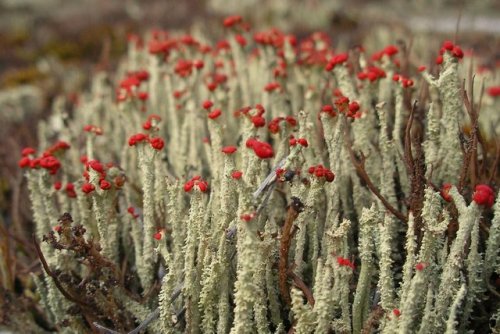 Cladonia bellidiflora (via)