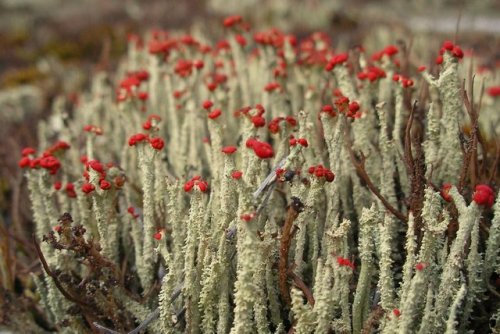  Cladonia bellidiflora (via)